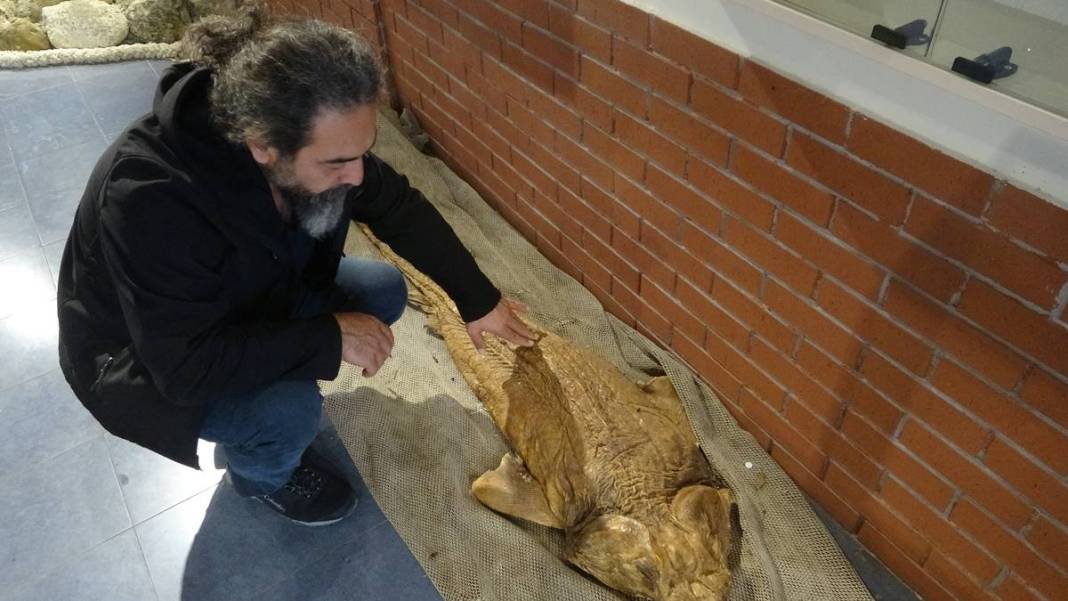 O ilimizde son 20 günde 2 köpekbalığı yakalandı! Deniz kıyısına gidenler dikkat etmeli 15